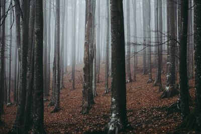 Close-up of tree trunks in forest