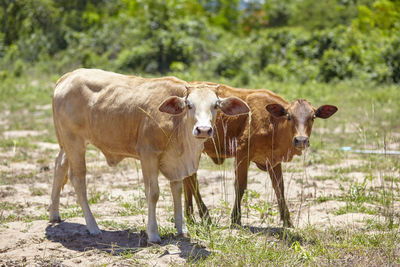 Cow standing on field