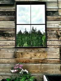 Plant growing on wooden wall