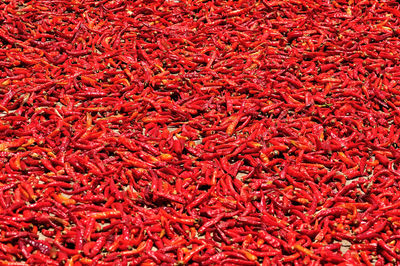 Full frame shot of red chili peppers