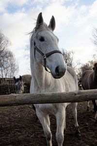 Horses standing in ranch against sky