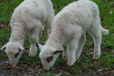 Sheeps in germany