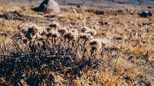 Close up of grass