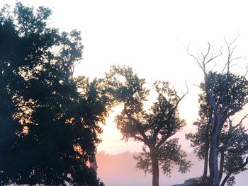 Low angle view of silhouette trees against sky