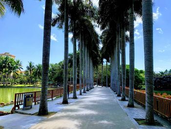 Footpath amidst palm trees in park