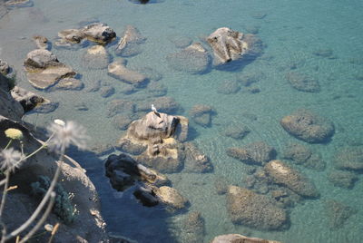 High angle view of crab at beach