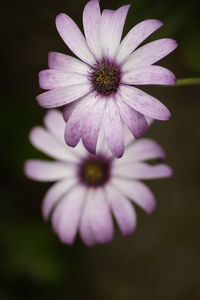 Close-up of osteospermums blooming outdoors