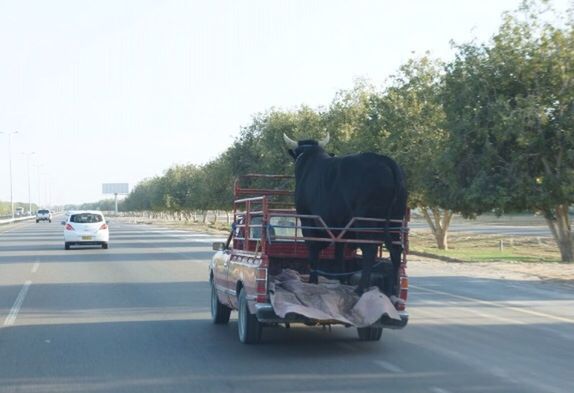 transportation, mode of transport, land vehicle, car, road, street, tree, on the move, clear sky, stationary, vehicle, travel, parking, sky, day, outdoors, side view, parked, no people, truck