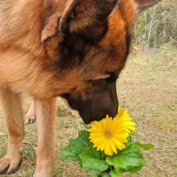 German shepherd dog smelling daisy's