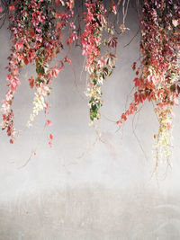 Close-up of cherry blossom on tree during autumn