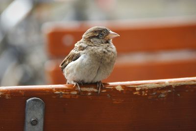 Close-up of bird perching on branch