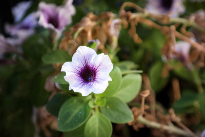 Close-up of purple flowers