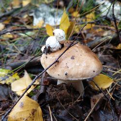 Close-up of mushroom growing on field