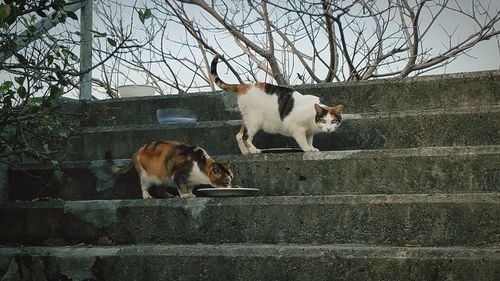 View of two dogs