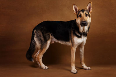 Portrait of dog standing against gray background