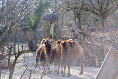 Horse standing on snow covered bare trees during winter