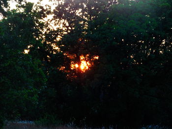 Sun shining through trees