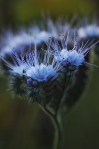 Close-up of wildflower