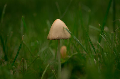 Close-up of mushroom growing on field