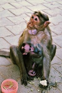 High angle view of monkey sitting on footpath