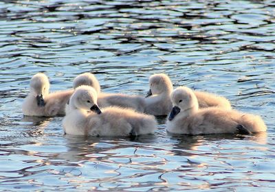 Swans swimming in lake