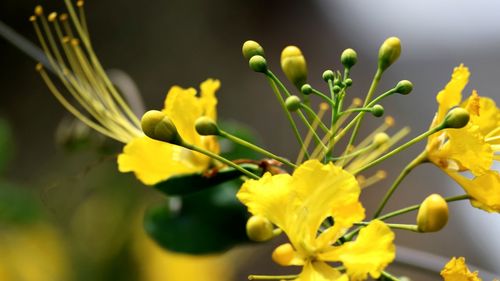 Close-up of yellow flowers