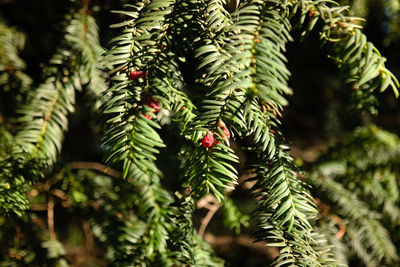 Close-up of pine tree branch