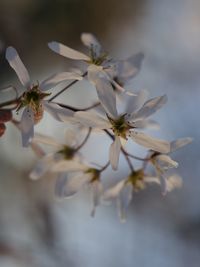 Close-up of white cherry blossom plant