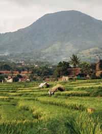Scenic view of agricultural field and houses against mountains