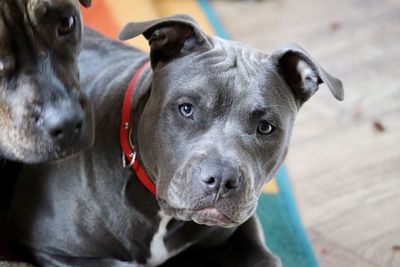 Close-up portrait of dog