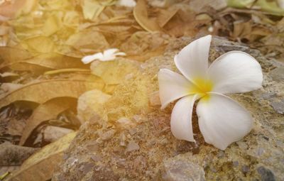 Close-up of frangipani blooming outdoors