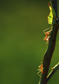 Close-up of insect on plant