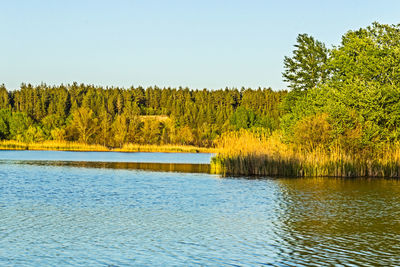 Scenic view of lake in forest against clear sky