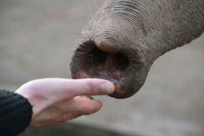 Cropped image of man hand by elephant trunk