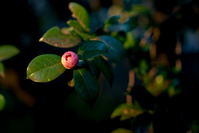 Close-up of plant with red berries