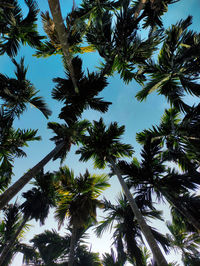 Low angle view of palm trees against sky