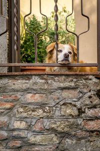 Portrait of a dog looking through fence