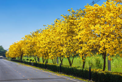View of yellow flowering plants by road