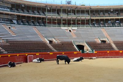 View of a horse in a building