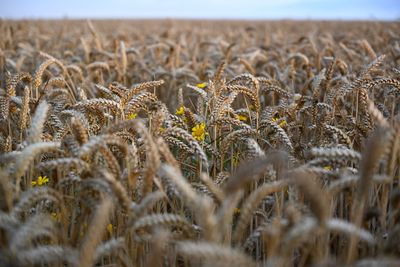 Close-up of crop in farm