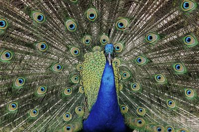 Close-up of peacock