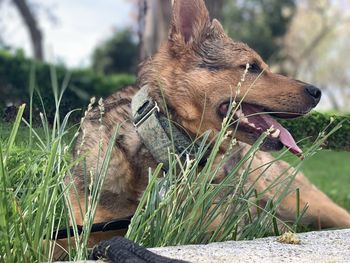 Close-up of a dog looking away