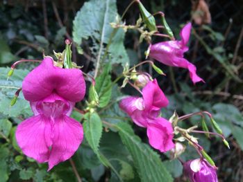 Close-up of pink flowers