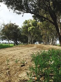 Trees on field against sky