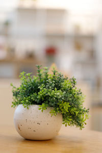 Close-up of potted plant on table
