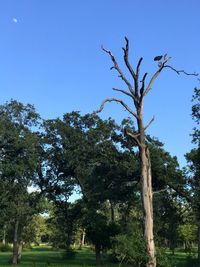 Low angle view of trees against clear sky