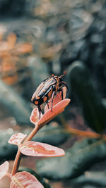 Close-up of insect on leaf