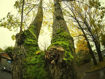 Trees in the forest