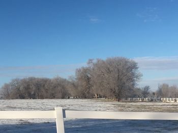Trees on snow covered landscape against blue sky