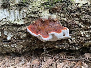 Close-up of mushroom on tree trunk